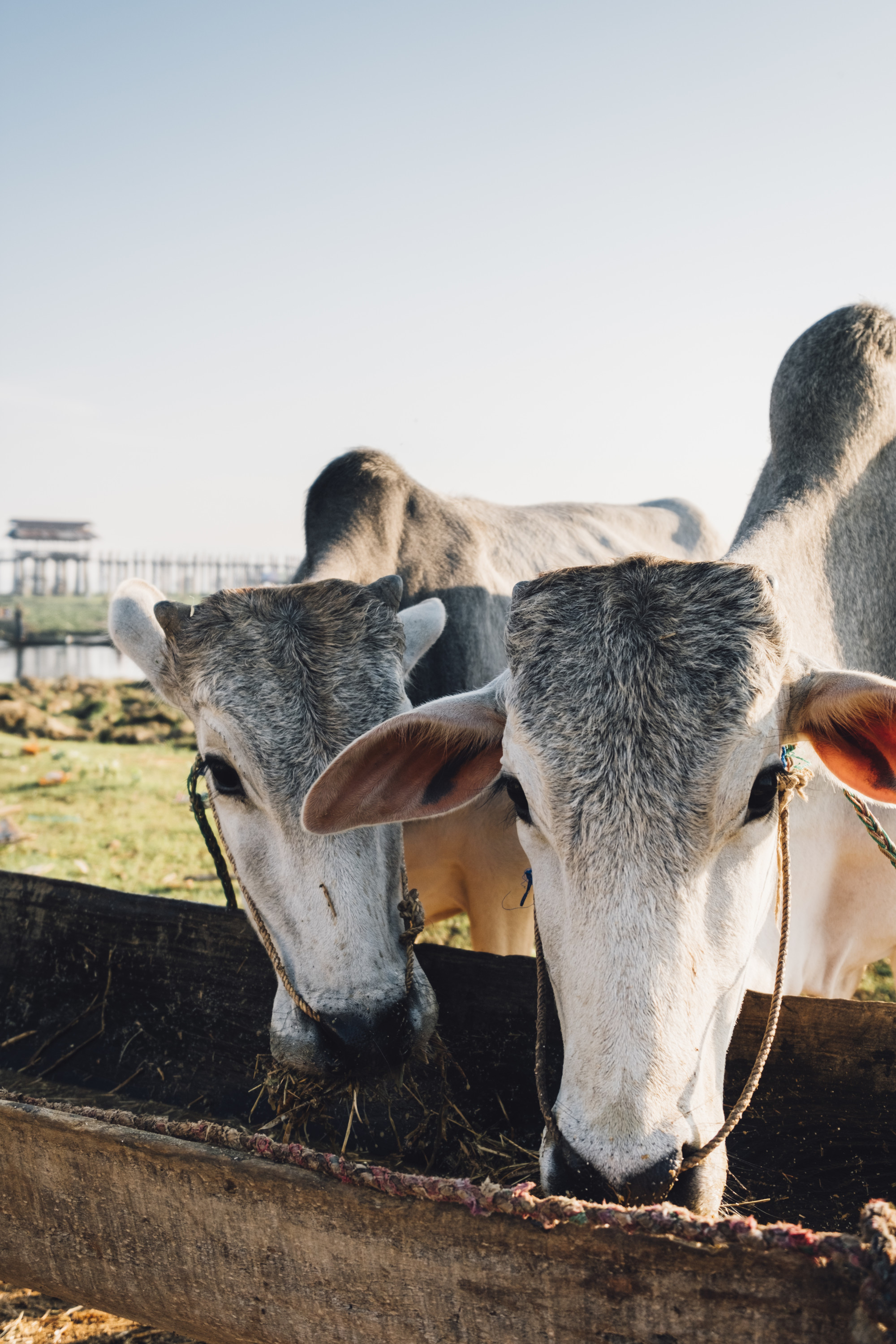 Cows