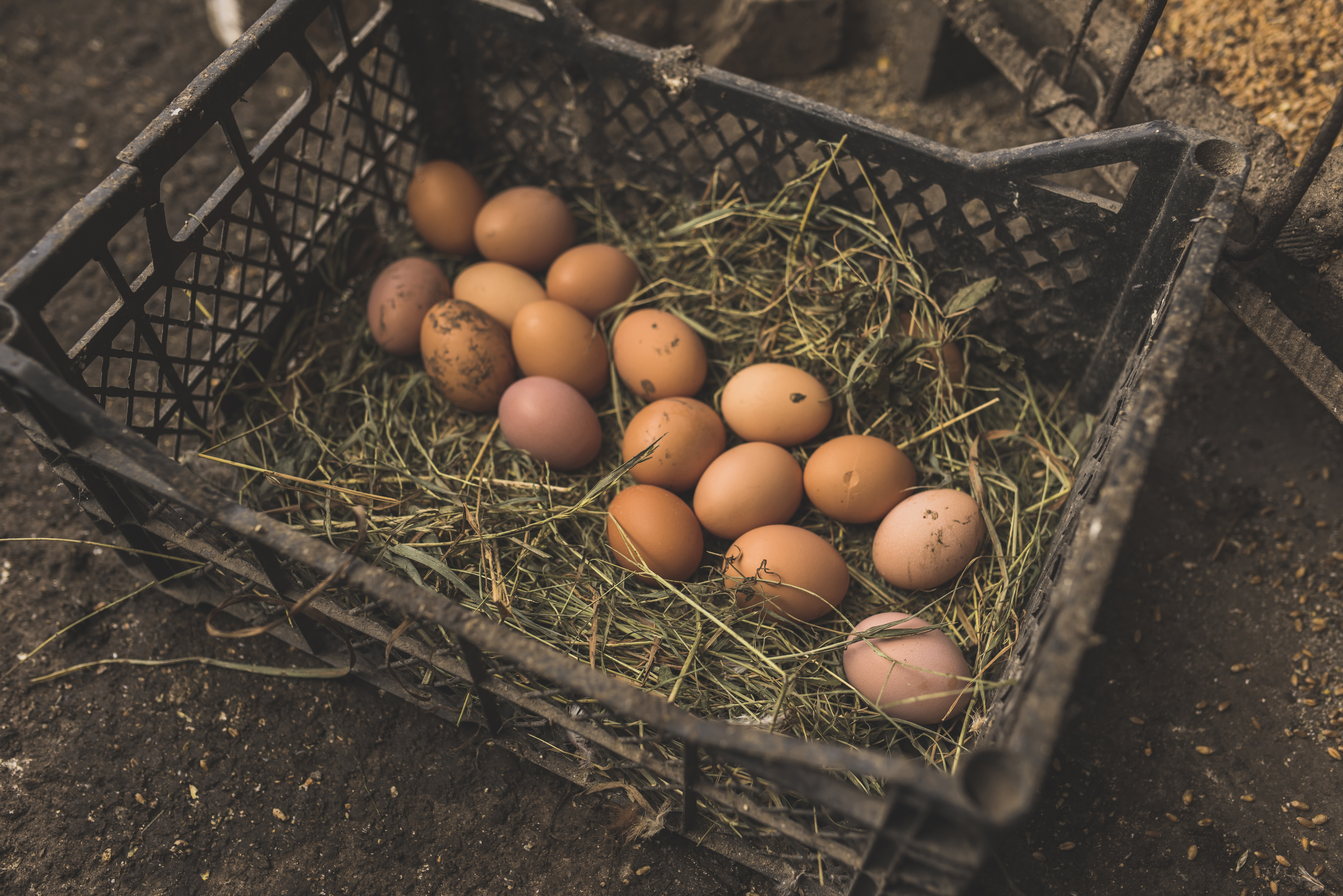 Eggs