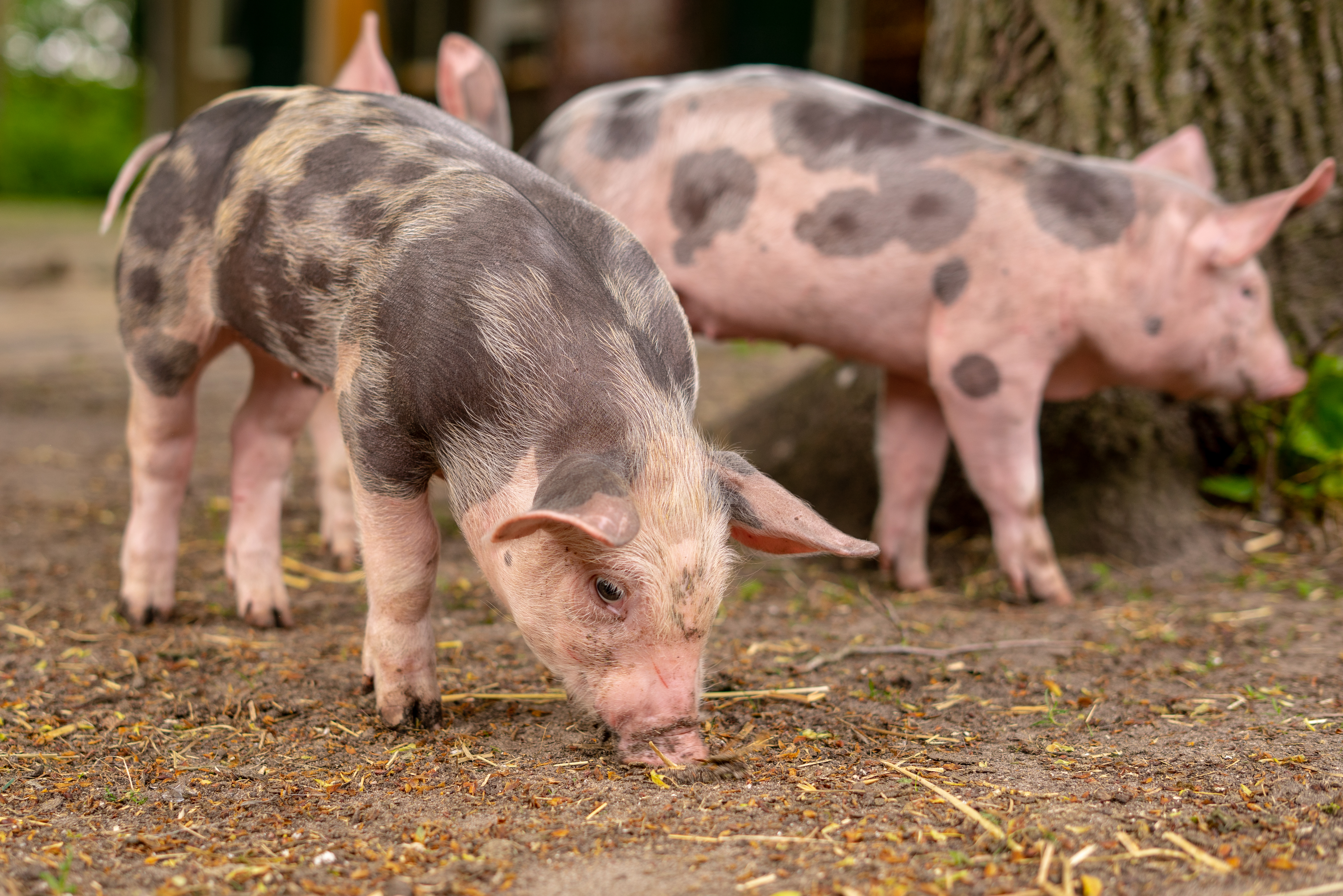 Pigs