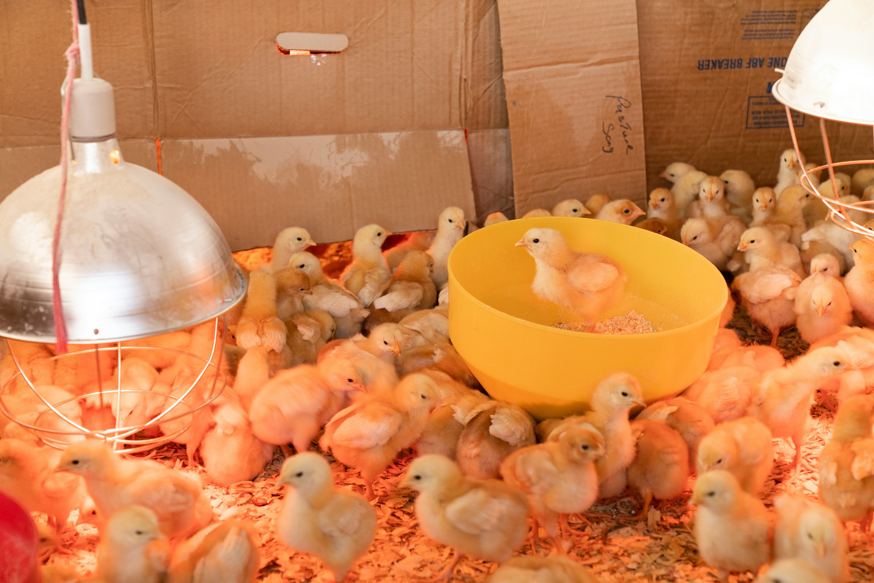 Chicks