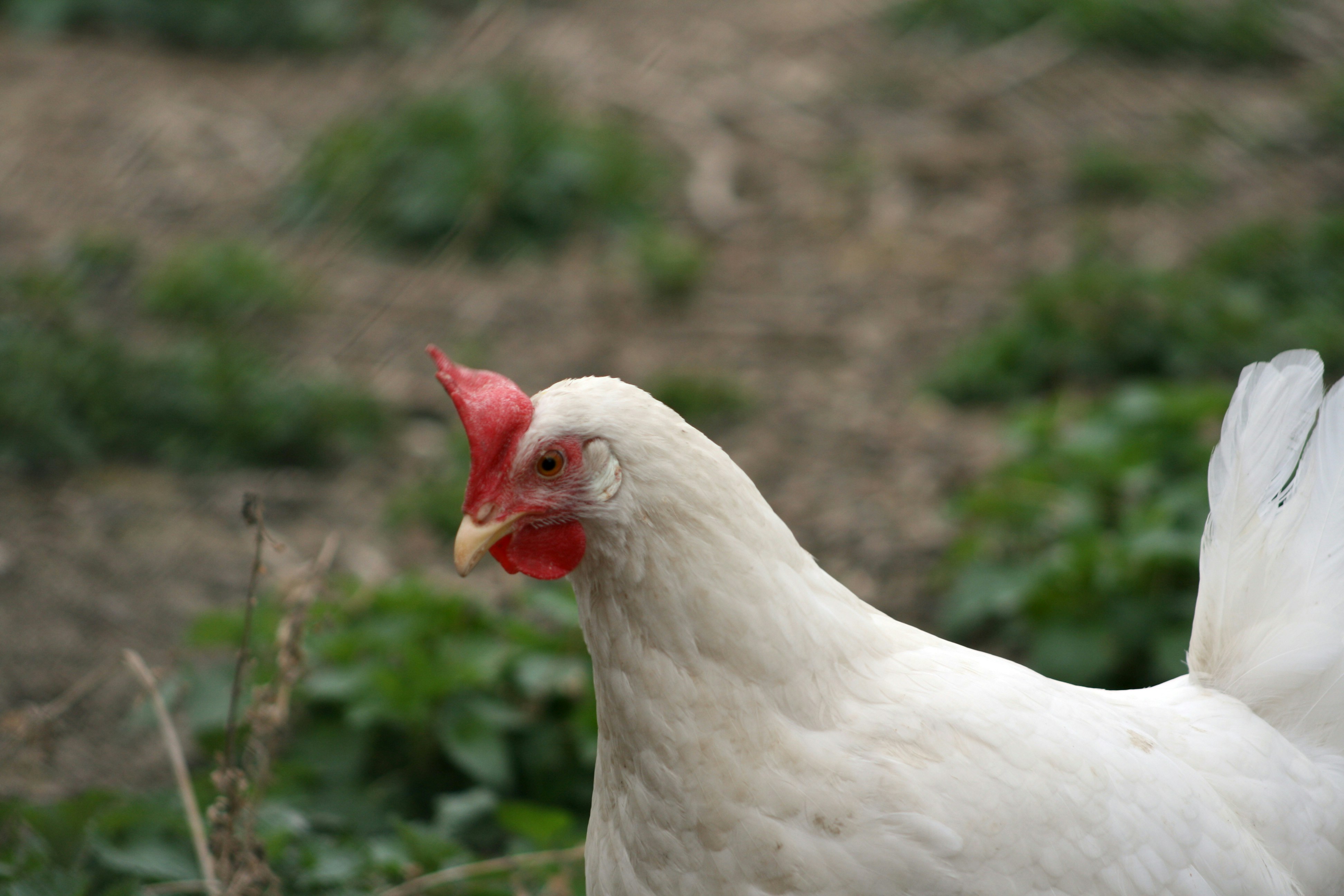Chickens roaming outdoors
