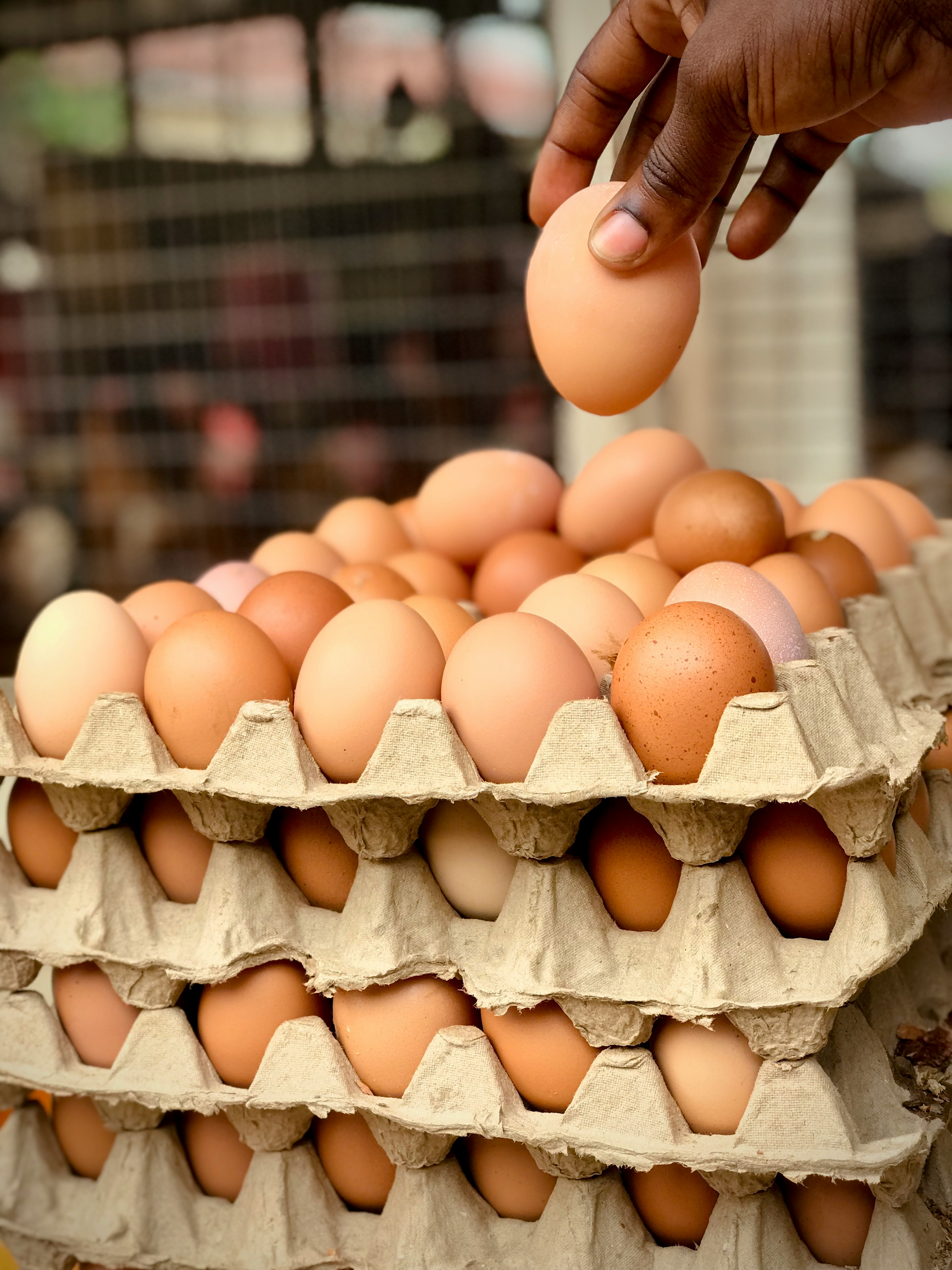Chickens in nesting boxes